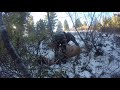 FIELD DRESSING ELK - GUTLESS METHOD