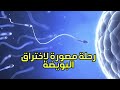 رحلة التقاء البويضة مع الحيوانات المنوية مصورة من اسفل المجهر | قدرة الخالق