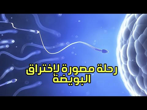 رحلة التقاء البويضة مع الحيوانات المنوية مصورة من اسفل المجهر | قدرة الخالق