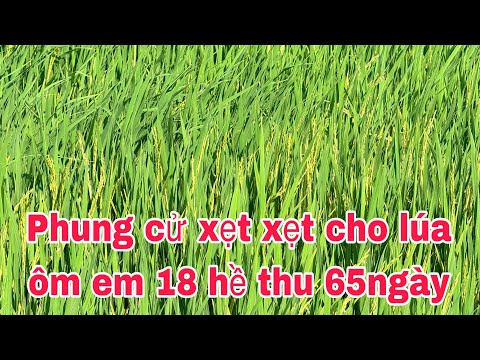 Phun cử 65 ngày OM18 trổ lẹt xẹt 