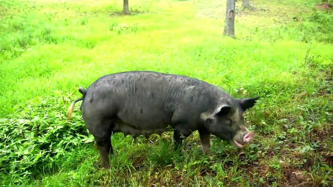 Petting a very pregnant Berkshire sow - YouTube