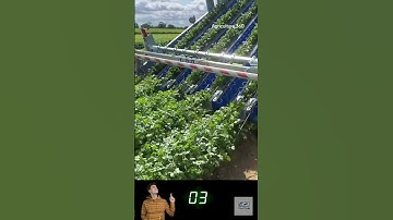 Farmers Can’t Believe How This Machine Extracts Vegetables So Smoothly!