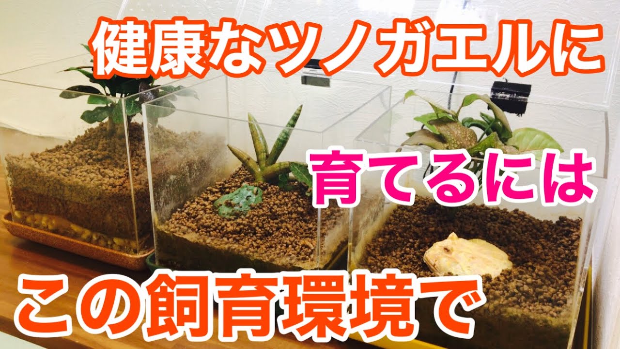 世界一！ツノガエルに適した飼育環境です