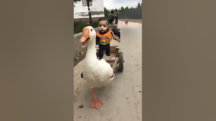 Kuku fek video