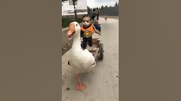 Thumbnail of Kuku fek video