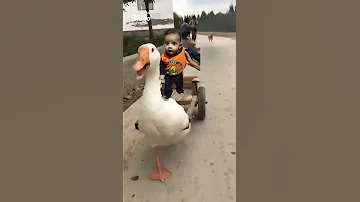 Kuku Fek Video 
