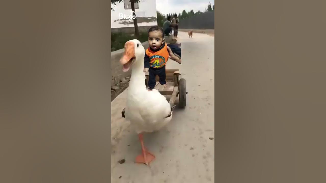Kuku fek video