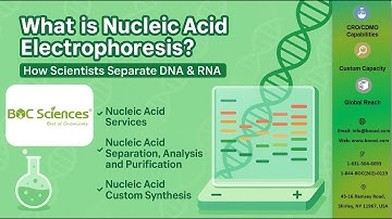 Mastering Nucleic Acid Electrophoresis – The Science Behind DNA & RNA Analysis – BOC Sciences