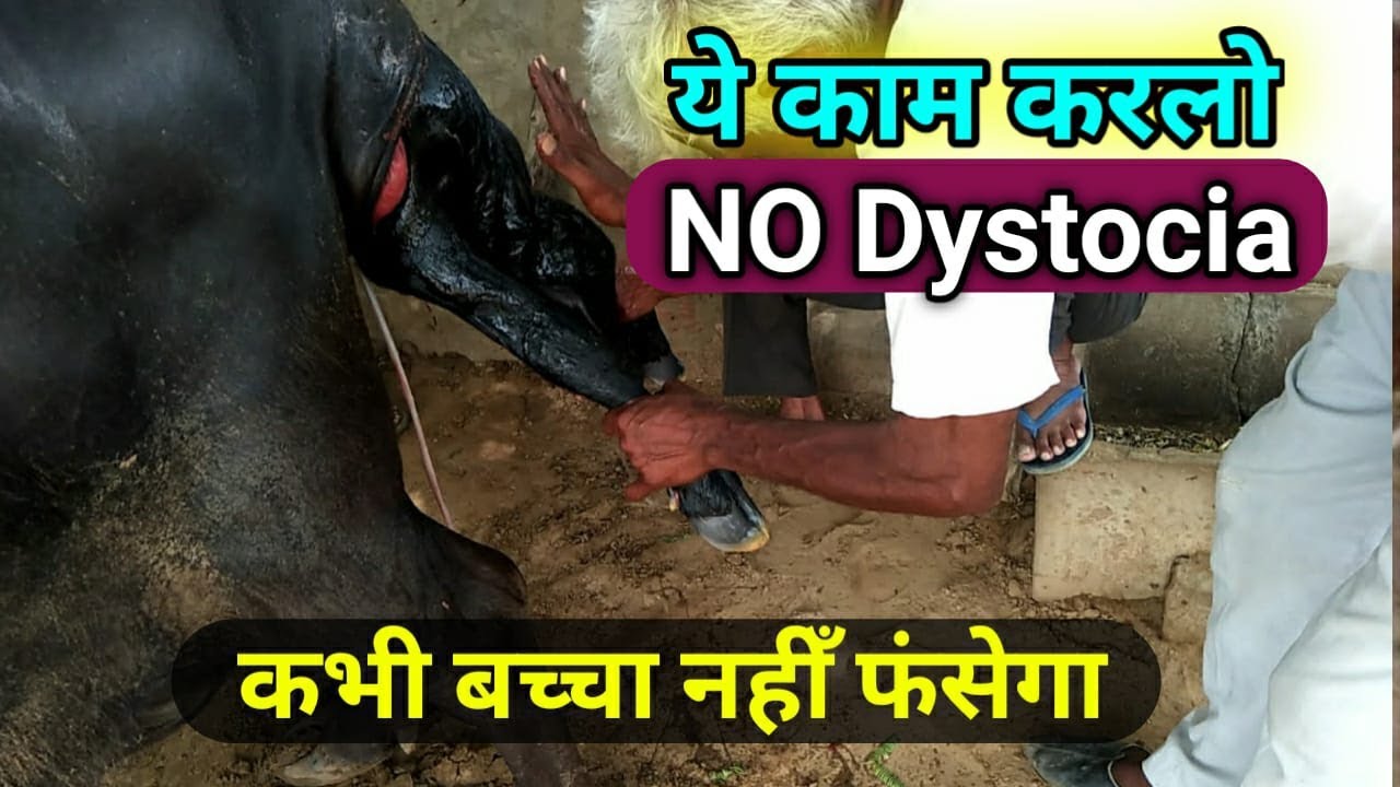 NO Dystocia in Cattle buffalo   Ramawat