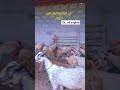 نبی گوٹ اینڈ کیٹل فارم خوشاب#beautifullgoats #farming #farming #beautifullgoats #goatfarmingbusines