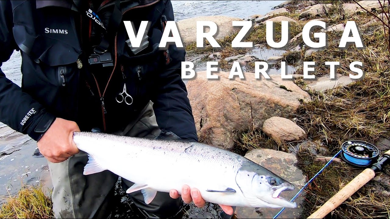 Bearlets at Lower Varzuga - Atlantic Salmon
