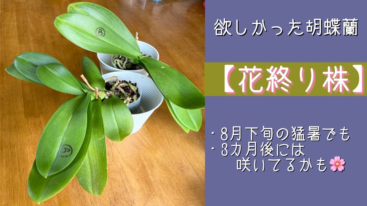2023年8月26日　胡蝶蘭　贈答品の【花終り株】　猛暑の中２株購入　ともに葉が2枚ずつ取れている株　バーク植えの根を崩さず維持　3カ月後の開花を目指して🪴