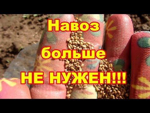 Многолетний сидерат,непревзойденный источник азота!