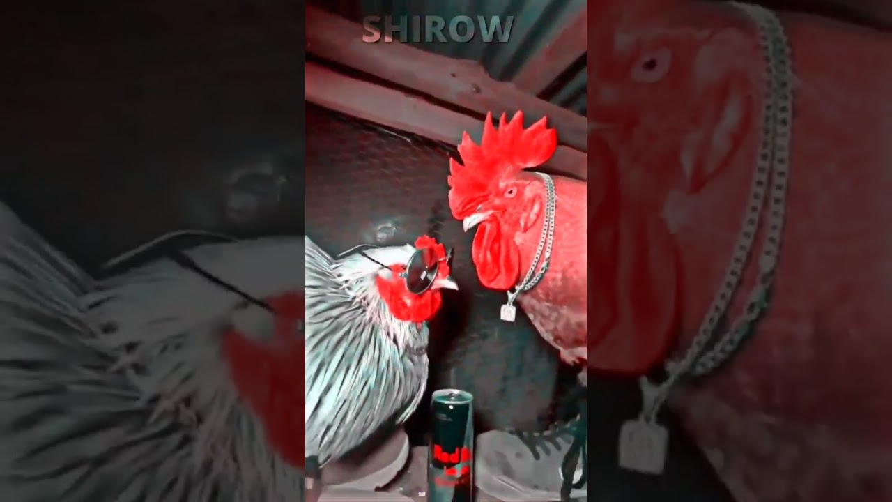 Frangos do Drip 😎 Música Et Katy Perry 