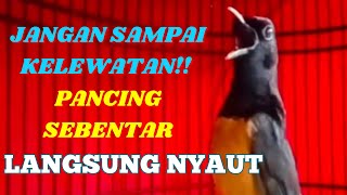 JANGAN SAMPAI KELEWATAN PANCINGAN MURAI BATU ANTI MACET