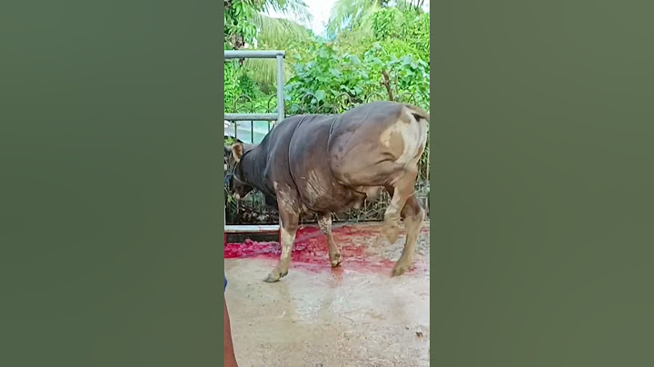 Pemotongan Hewan Qurban di Masjid Nurul Islam 2023