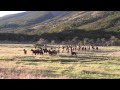 CABALLOS SALVAJES  2014 TORRES DEL PAINE - WILD HORSES PATAGONIA