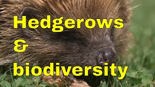 Hedgerow biodiversity: trees insects birds mammals and hedgehogs.