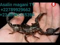 Yau Ga Asalin Maganin Jalabi 
