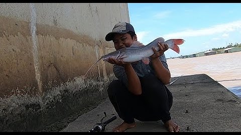 ĐI CÂU CÁ LĂNG ĐUÔI ĐỎ Ở CẦU RẠCH MIỄU