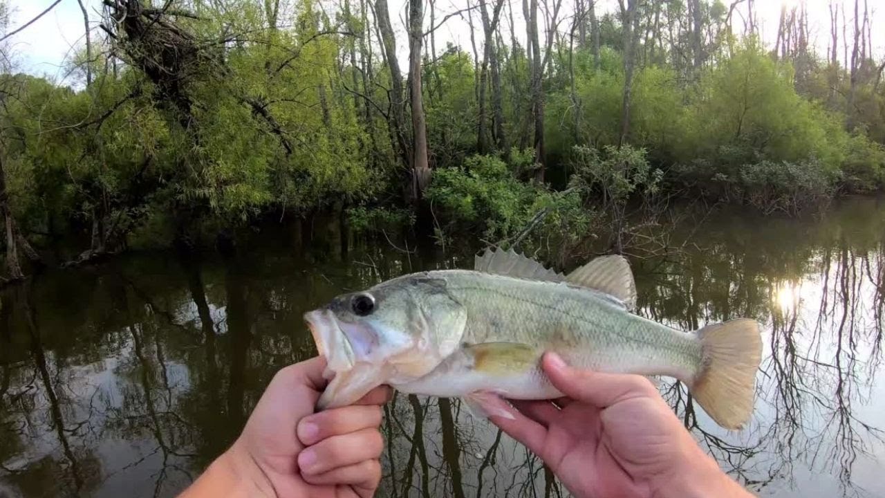 Fishing for Bass on the Yadkin River. YouTube