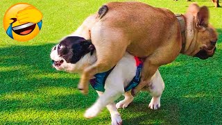 Best Funny Animal Videos 2022 😇 - Funniest And Cute Dogs And Cats Videos 🤣😁 by Funny Animals' Life 108,191 views 1 year ago 16 minutes