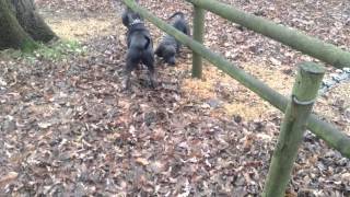 Staffordshire Bull Terrib