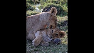 Cute Cubs - Lion cubs playing in the Masai Mara
