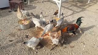 تربية دجاج العرب في المنازل