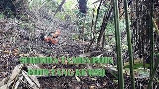 Pikat ayam huyan terbaru 2021||Si rimba tamba poin lagi (poin 26)