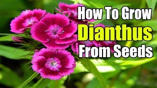 5 gal plant pots 5