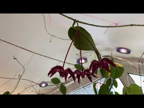 Video: Spathiphyllum Un Anthurium: Laime Sievietēm Un Vīriešiem