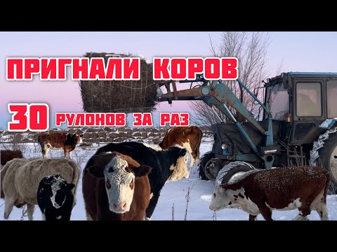 Пригнали коров на ферму с выпасов