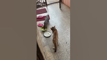 Mongoose and 🐈 #cat#youtube #youtubeshorts #youtuber #viralshorts