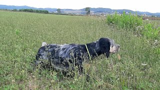 Iago (Monun,Baco,Lupin dello Zorino...),Englishsetter,Shkurtëz,Quaglia,Caccia