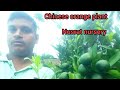 #Chinese#orange#plant #nusrat #nursery #contact #(8777547814)9153307436