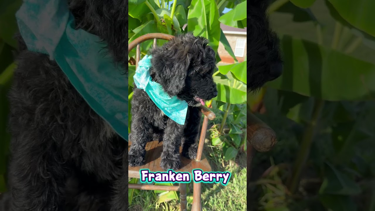 Meet Franken Berry Video
