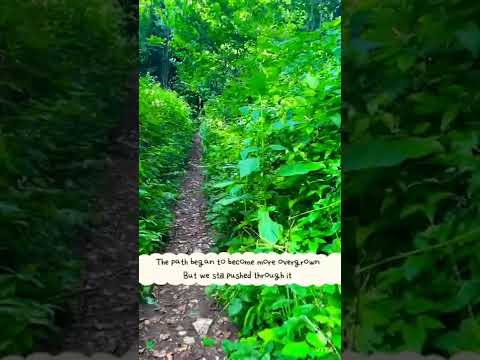 #shorts A hike through the dowdeswell reservoir