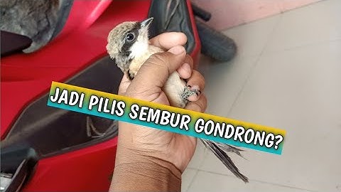 Cara Mudah mengetahui Jenis Cendet Jadi Pilis Sembur atau Gondrong?