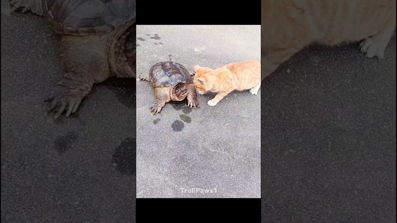 Best Reflex Moments🗿