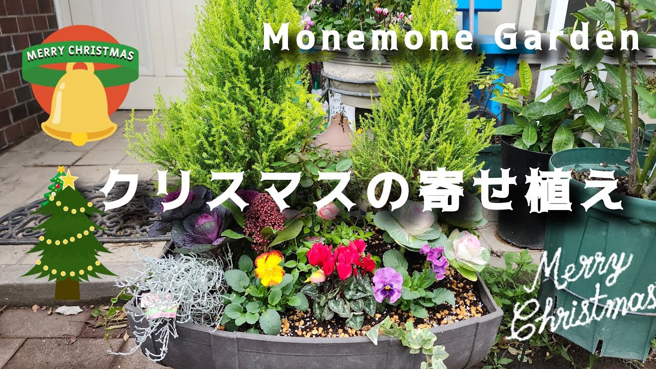 《クリスマスの寄せ植え》ゴールドクレスト(コニファー)、赤のシクラメン、プラチーナなどを使った寄せ植え☆夏の花の冬越し♡