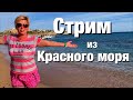 Стрим из Красного моря. Бухта Наама Бей сейчас. Шарм Эль Шейх. Египет 2021