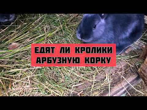 Едят ли кролики арбузную корку