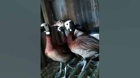 White Face #duck #whiteface #shortsfeed #shorts