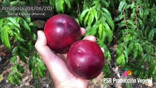 Amapola, Murcia - Junio 2020