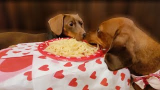 Mini dachshund goes on a valentines date!