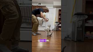 Can your cat do this? #cat #tricks #shorts