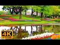 4K Video Ultra HD Relaxing Music, Most Beautiful Piano Music Lovely Moment, Relaxing Piano Music