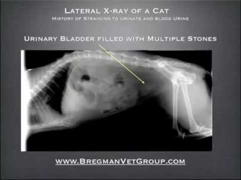 Video: Kattenurineproblemen: Is Een Operatie Nodig Voor Blaasstenen?