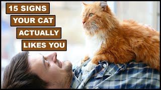 15 Surprising Signs Your Cat Actually Likes You | Animal Globe